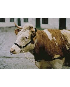 Capastru nylon negru