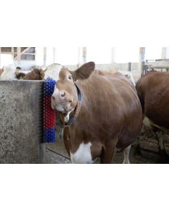 Perie de scarpinat pentru vitei si capre