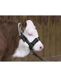 Capastru bovine