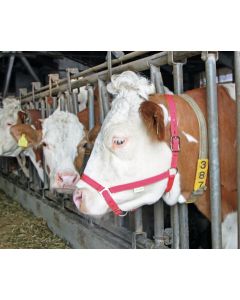 Frau bovine