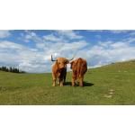 Categorie Bovine de Carne image