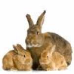 Categorie Echipamente pentru iepuri image