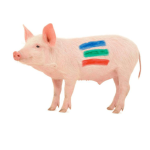 Categorie Marcare Porci image