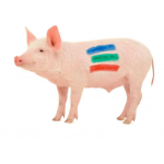 Categorie Echipamente pentru porci image