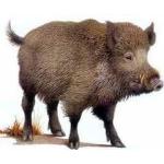 Categorie Combaterea animalelor sălbatice image