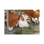 Categorie Echipamente pentru vaci image