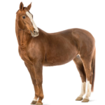 Categorie Masina de Tuns Cai image