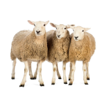 Categorie Masina de Tuns Oi si Capre image