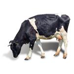 Categorie Masina de Tuns Vaci image