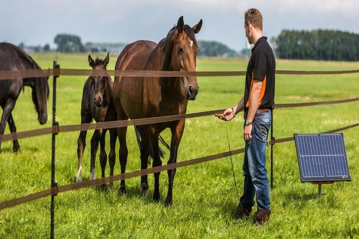 Ce stii despre gardul electric pentru animale